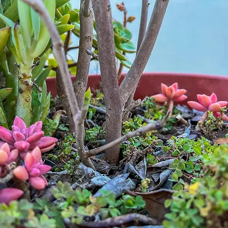 Willa Maison Familiale - *